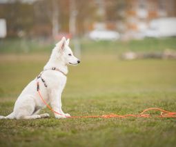 Vital Hund Friskvård Rehabilitering Hundrehab Hundkurser Hundfysiotera