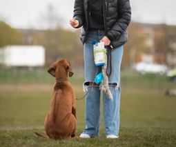  Vital Hund vattentrask laserbehandling hundfysioterapeut valpkurs bal