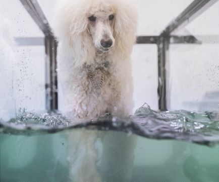 Vital Hund Friskvård Rehabilitering HundrehabHundkurser Hundfysioterap