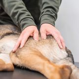Vital Hund Friskvård Rehabilitering HundrehabHundkurser Hundfysioterap