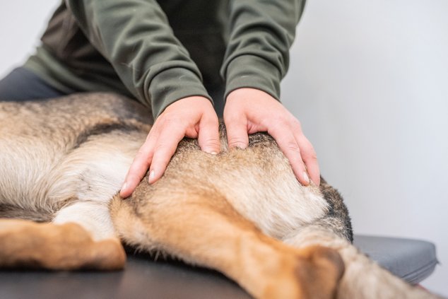 Vital Hund Friskvård Rehabilitering HundrehabHundkurser Hundfysioterapeut Vattentrask Hundträning Hund Labrador Border Collie Sheltie Retriever 